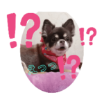 狸みたいなチワワ犬キング君