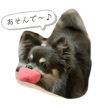 ミックス犬のモック