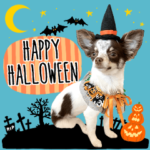 チワワのロッタちゃん