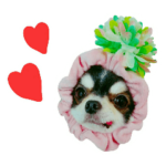 チワワのくるる