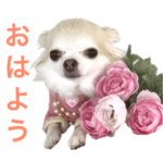 美魔女のチワワ