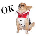 チワワ　レオちゃん