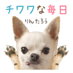 365日チワワな毎日