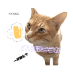 NPO法人動物愛護団体NYANS