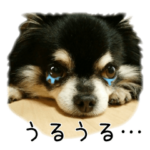 かわいい・わんこ⑥チワワ