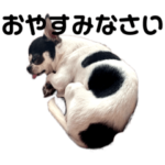 白黒チワワのみるくさん