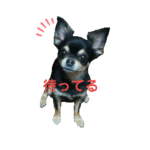 チワワのくるみ