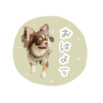 チワワのおむぎ