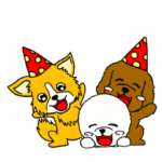 ビションフリーゼとトイプードルとチワワ