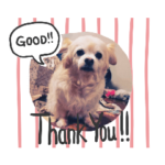 チワワのみぃー