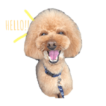 ロイ　トイプードル2