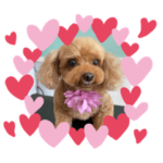 可愛い可愛いトイプードル