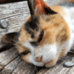 猫のゴメス @神戸大学 vol.1