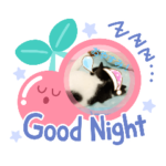 白黒猫ちゃん！