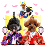 トイプードルチャッピー 第5弾♥