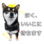 ぽんずくんの日常