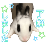 うちの小春ちゃん2