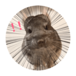 チンチラのもちくんとともだち