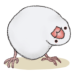 文鳥三昧〜白文鳥〜