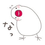 関西弁の白文鳥　2