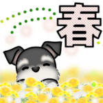 ミニチュアシュナウザーのほのぼの春♪