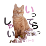 ハーツ保護猫シェルター支援・春と家族連絡