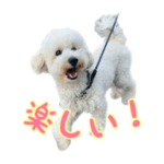 トイプードルのもちくん1