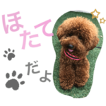 トイプードルのほたてだよ