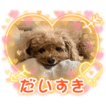 ビションフリーゼ&トイプードル