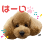 トイプードル写真お顔だけあいさつスタンプ