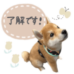 マヌ顔柴犬　きなこの日常