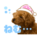 トイプードル　むぎ