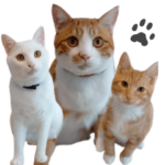 猫と人間の家族1