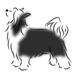 チャイニーズクレステッドドッグ 2