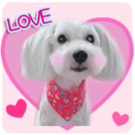 白いわんちゃん みんとの使えるスタンプ2弾