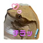 クレステッドゲッコーズ2