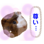 モルモットのポポ 2