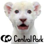 姫セン公式スタンプ　White Lion ルイ