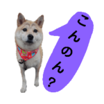 岡山弁を話すマメシバ君