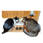 こじまめねこスタンプ