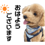 まろん時々ちいくん