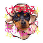 ミニピン姉妹の日常1