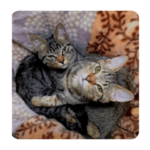 辛口たまに甘口みーたん