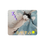 犬猫の癒しのあいさつスタンプ＋MORA