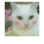 陽子さん家のももちゃん