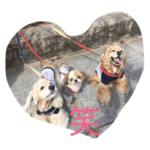 mimosaさんちの三ワンズ⑤