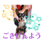 ミニピンのミモザお嬢