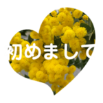 ミモザの花