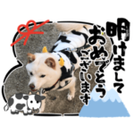 牛ミモザちゃん