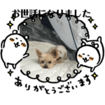 ミモザファミリー日常2